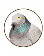 Caps for pigeons | Cetrería Web