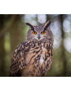 Female eagle owl